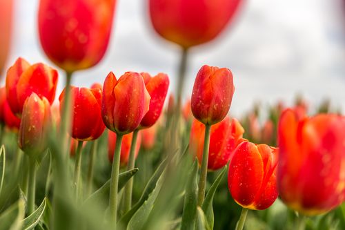 Free Close-up of vibrant red tulips blooming in a spring flower field, capturing nature's beauty. Stock Photo