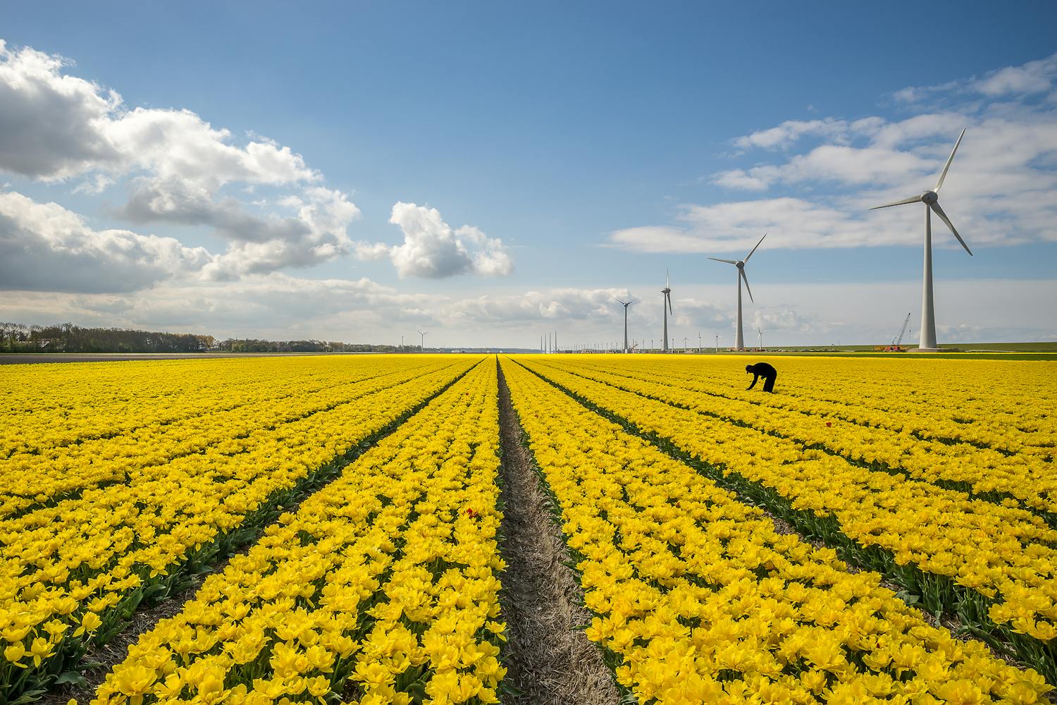 Expansive yellow flower field with wind turbines
