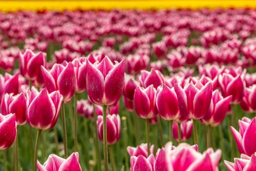 Close-Up View of Pink Tulips