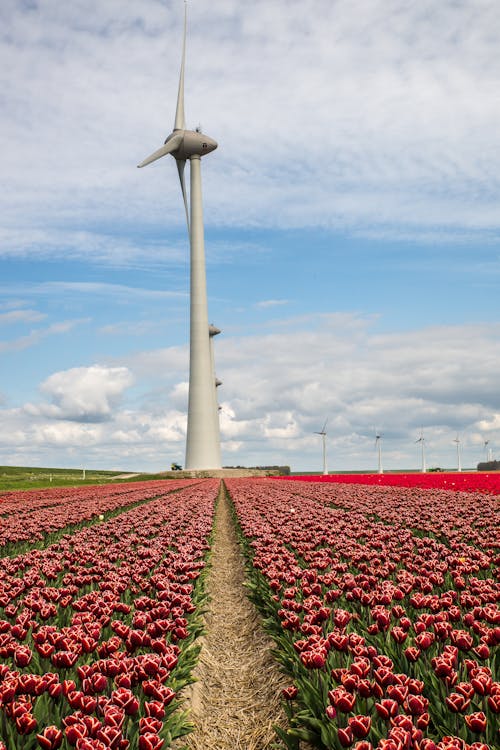 Free A Windmill on Flower Field Stock Photo