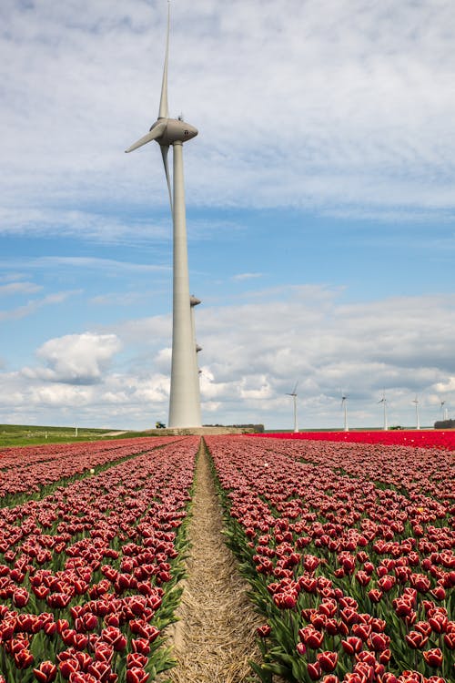 A Windmill on Flower Field