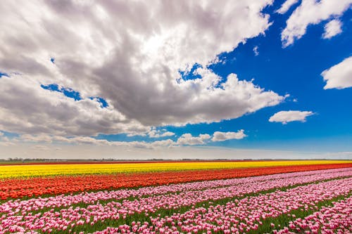 A Blooming Flower Field under White Clouds and Blue Sky