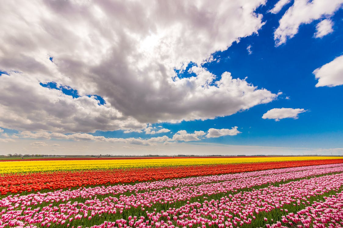 Free A Blooming Flower Field under White Clouds and Blue Sky Stock Photo