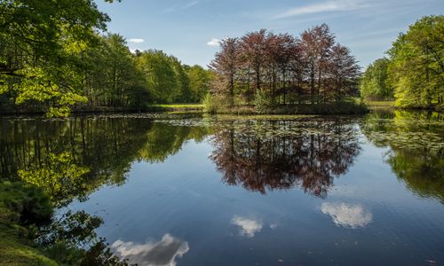 Free Serene pond in the forest reflecting trees and clouds, ideal for peaceful environments. Stock Photo