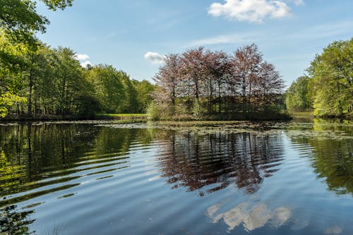 Green Trees near the Placid Lake