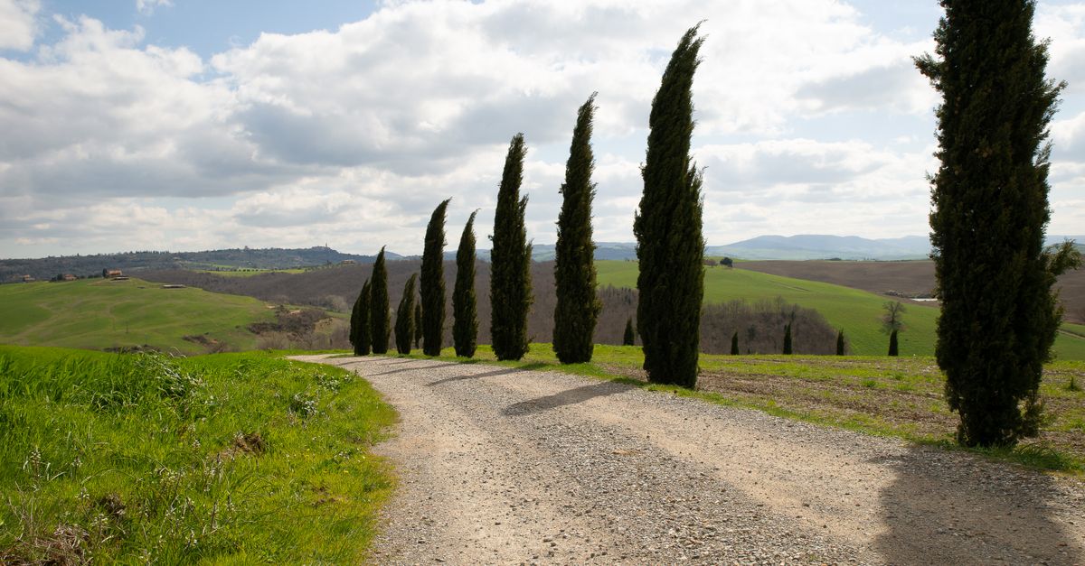 Cyprès : Guide Plantation et Variétés 2026