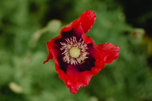 Macro Shot of a Red Poppy