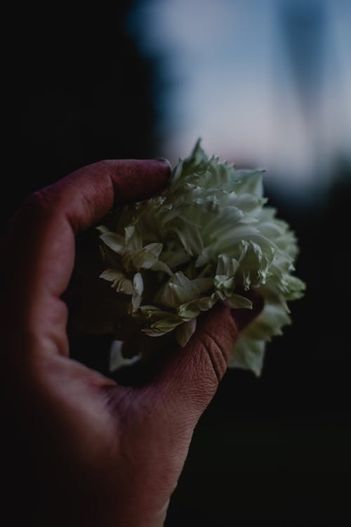 Close-Up Photo of a Person Holding White Flower
