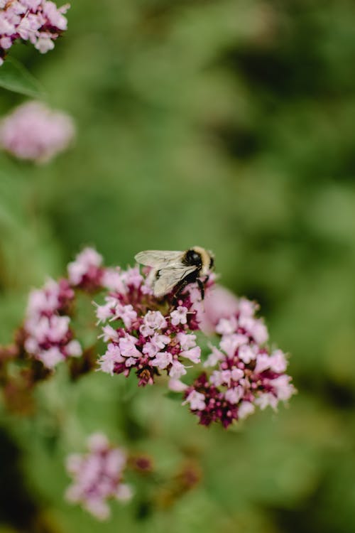 Imagine de stoc gratuită din adâncime de câmp, albină, animal