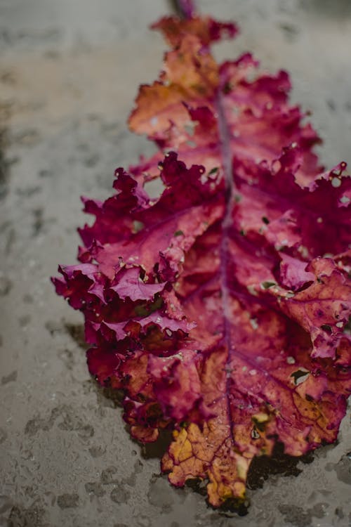 Close-Up Photo of a Kale Leaf