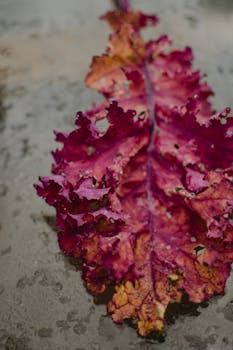 特写镜头展示了一片五颜六色的羽衣甘蓝叶，其充满活力的纹理和图案在秋季格外鲜明