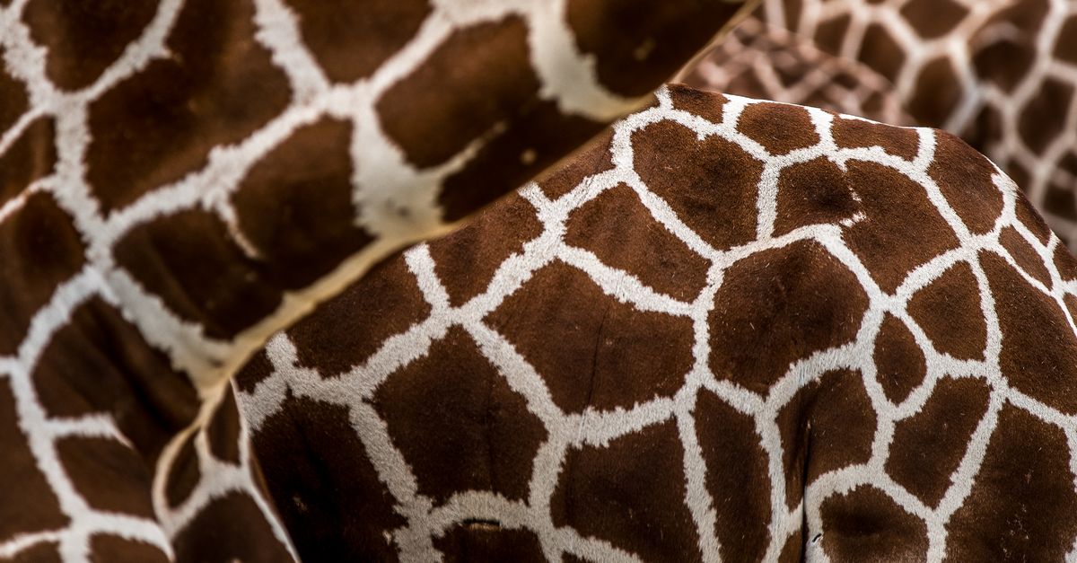 Giraffe Rim Pattern Close-Up Photo of Giraffe Pattern · Free Stock Photo