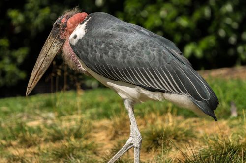 Free Photograph of a Marabou Stork standing on grass with blurred greenery in the background. Stock Photo
