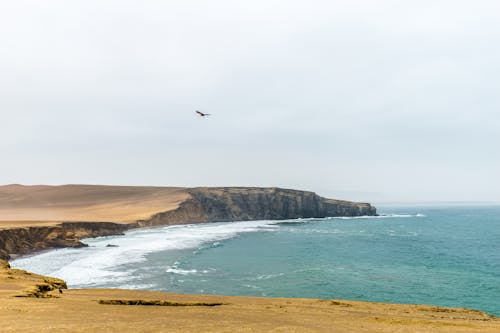 A Bird Flying over the Sea