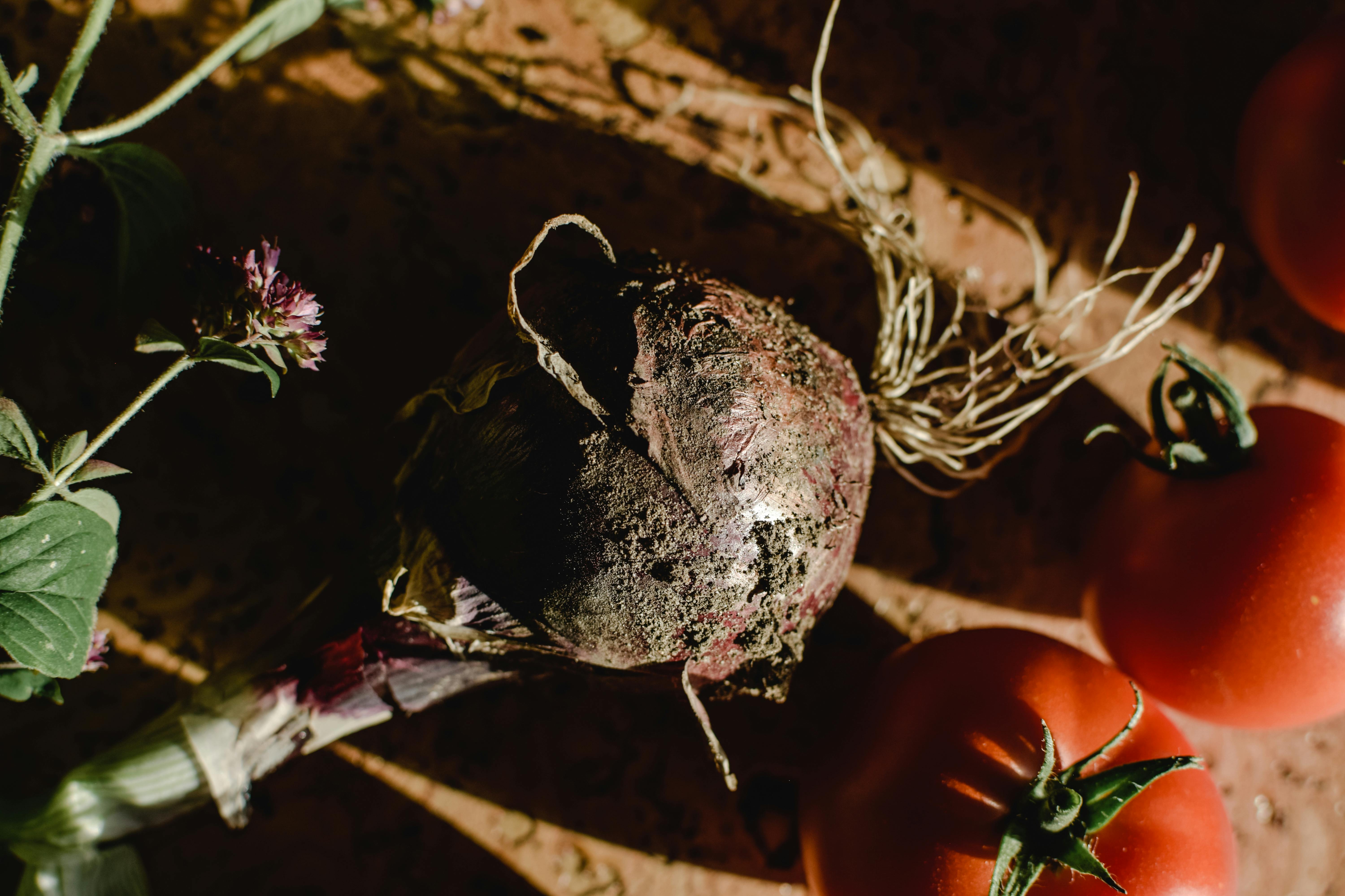 Exploring the Benefits of Plant Based Cleaning Solutions