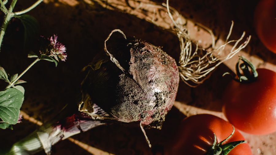 Winter Nutrition: Eating for Energy and Warmth When Produce Gets Thin