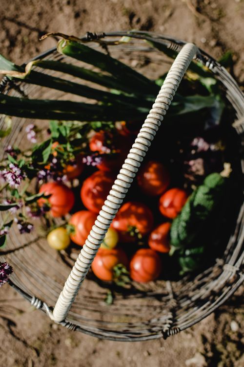 Free An overhead view of a basket filled with various fresh organic vegetables, emphasized by tomatoes and leeks, outdoors on soil. Stock Photo