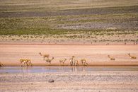Herd of Deer Drinking from the River