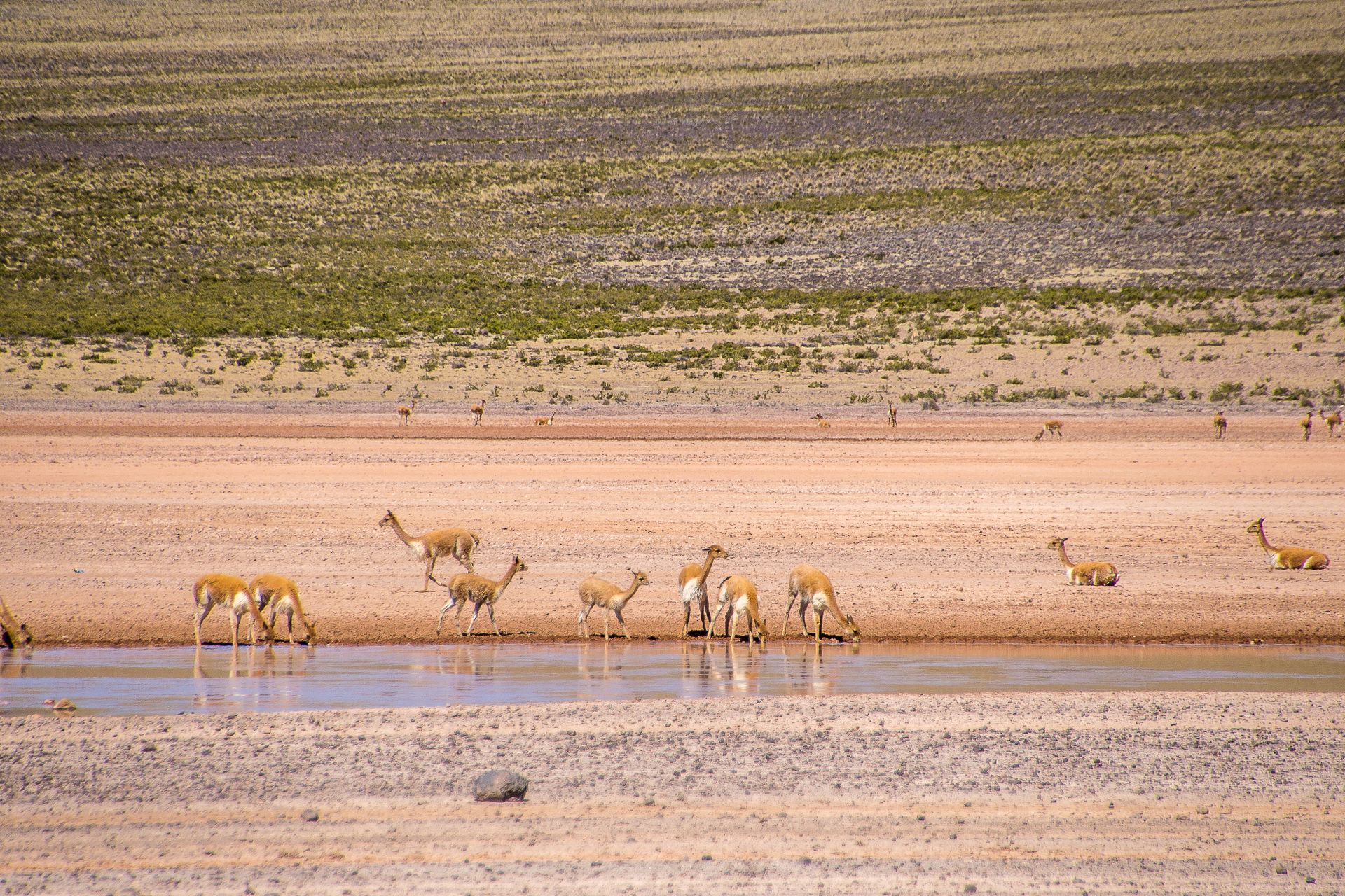 Vicuñas gathered by a water source in a vast savanna landscape, showcasing wildlife behavior.