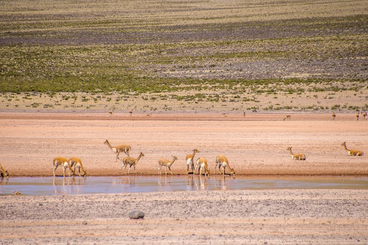 Herd Of Deer Drinking From The River