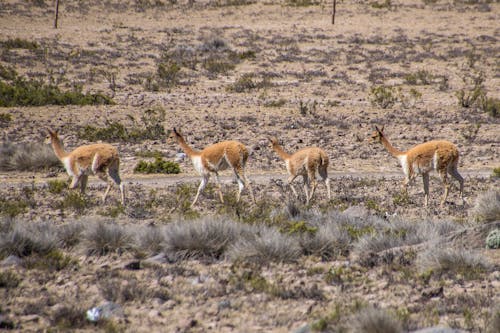 Brown Deers on the Grassland