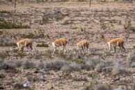 Brown Deers on the Grassland