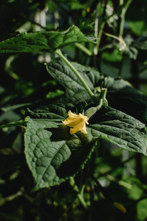 Flor Amarela Em Folhas Verdes