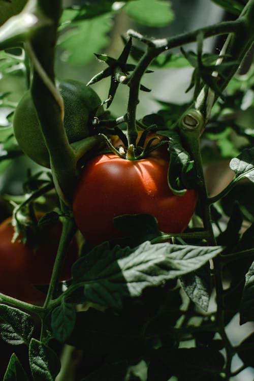 Foto d'estoc gratuïta de agricultura, casa de camp, creixement