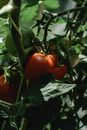 Close-Up Photo of Unripe Tomatoes