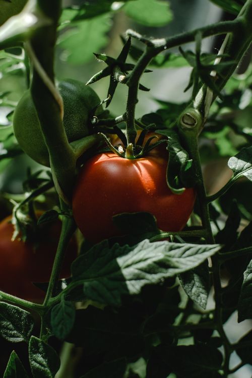 Free Close-up of ripe organic heirloom tomatoes on a vine, showcasing natural growth and freshness. Stock Photo
