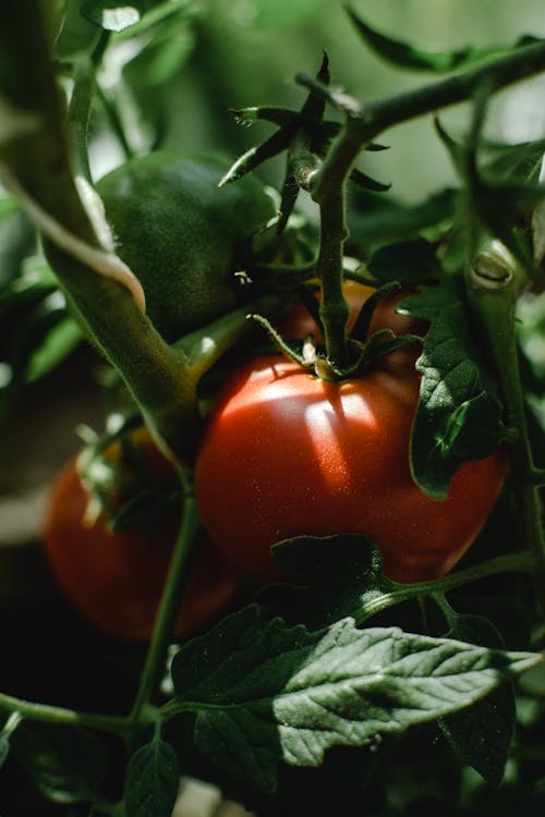 Free Close-Up Photo of Unripe Tomatoes Stock Photo