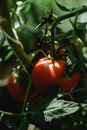 Close-Up Photo of Unripe Tomatoes