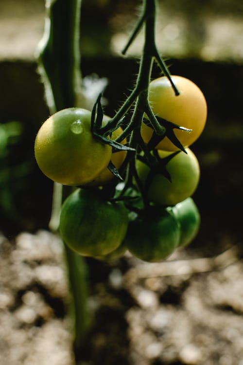 Close-Up Photo of Unripe Tomatoes