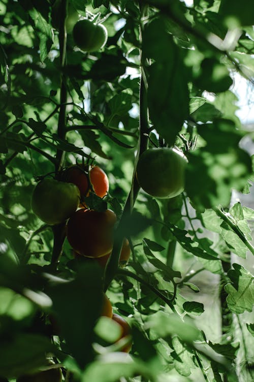 Close-Up Photo of Unripe Tomatoes