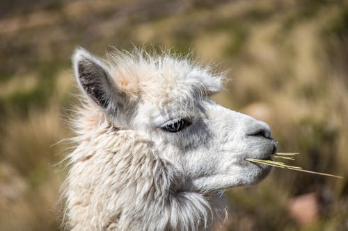 Foto profissional grátis de alpaca, animal, borrão