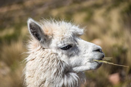 Free Captivating close-up of a white alpaca grazing in a blurred natural setting. Stock Photo