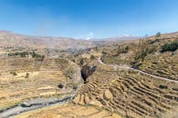 Scenery of Terraces and Mountains under Blue Sky
