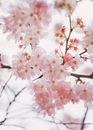 Gentle blooming branches of sakura tree
