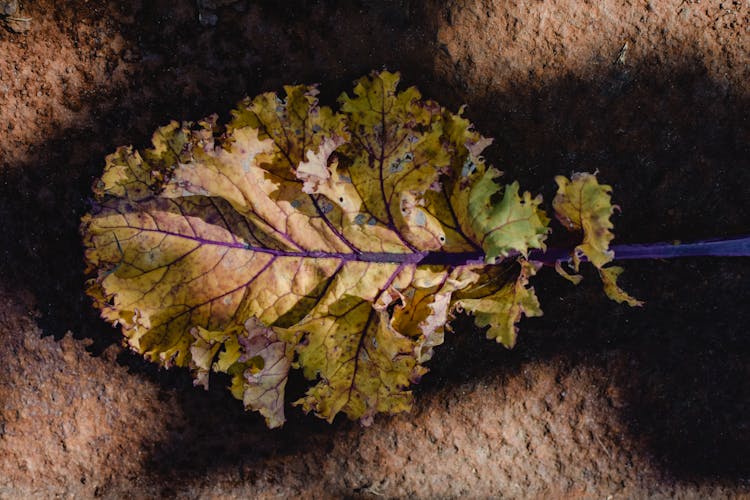 Close-Up Photo Of A Kale Leaf