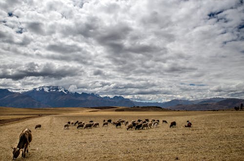 Herd of Cows on Grassland