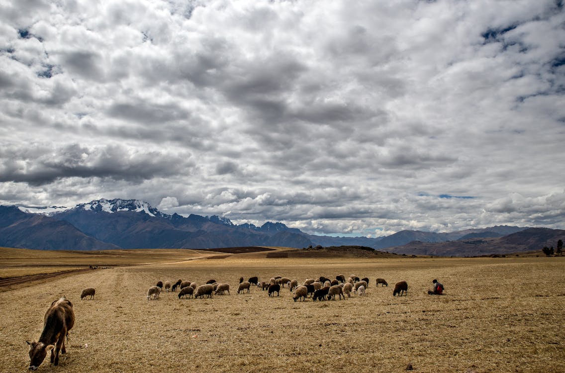 Fotos de stock gratuitas de al aire libre, animales, cielo nublado