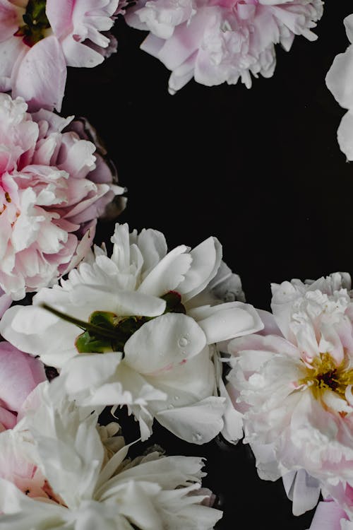Free Close-Up Photo of White and Pink Flowers Stock Photo