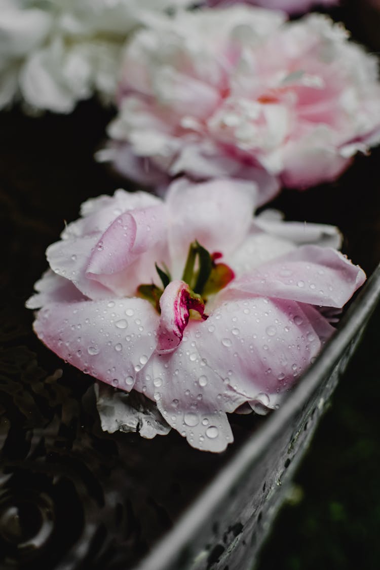 Close-Up Photo Of Pink Peony