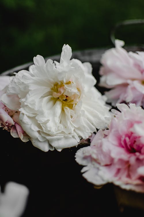 Flor Blanca Y Rosa En Fotografía De Primer Plano