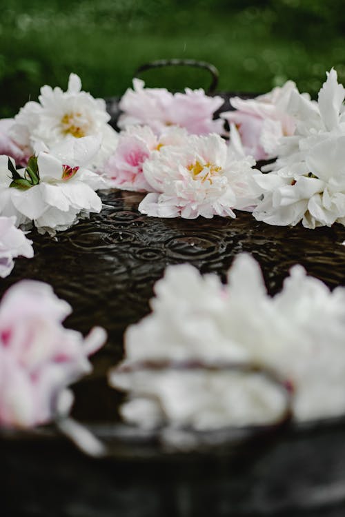 Fiori Bianchi E Rosa Sull'acqua