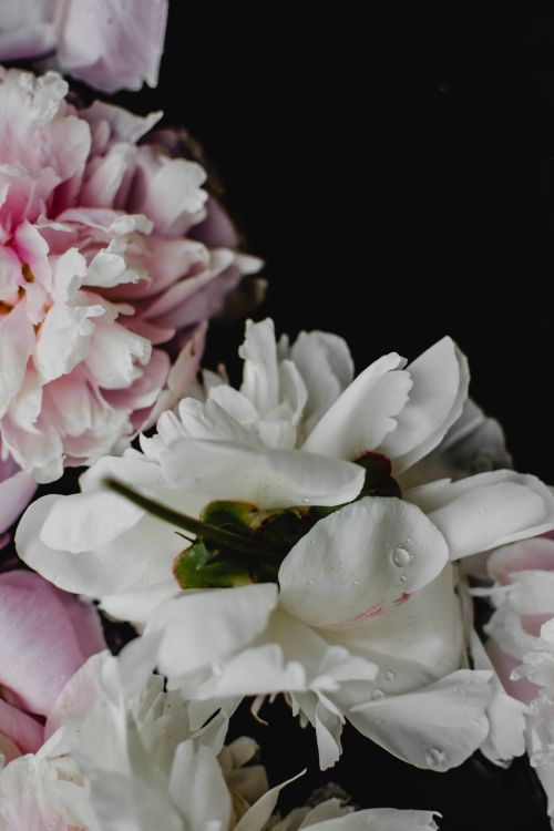 Free Close-up of delicate pink and white peonies with dew drops, showcasing natural beauty. Stock Photo