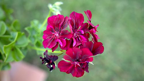 Gratis arkivbilde med blomsterplante