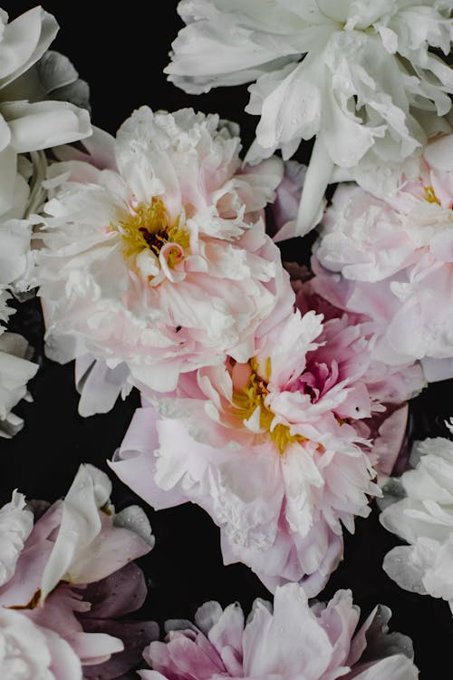 Základová fotografie zdarma na téma detail, krása v přírodě, květiny