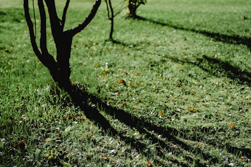 Trees and Shadows on Grass