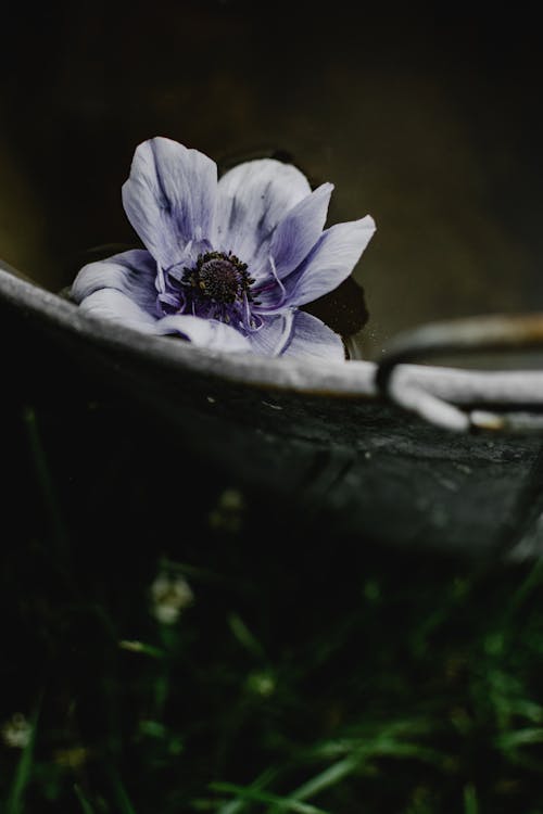 Fiore Viola In Erba Verde